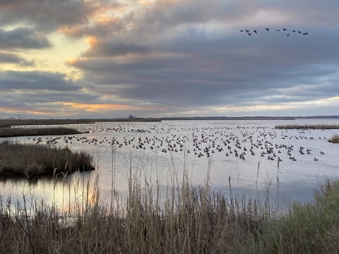 Image of Canada geese on a marsh in Blackwater National Wildlife Refuge in the winter