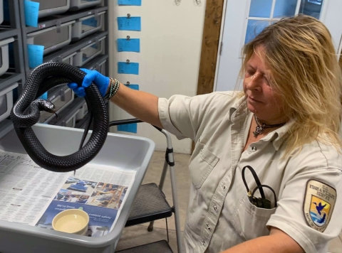U.S. Fish and Wildlife Service biologist Cheryl Samek lifts an eastern indigo snake into its freshly cleaned bin at the Welaka National Fish Hatchery. 