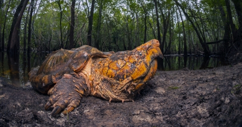 A large male Suwannee alligator snapping turtle is shown on a riverbank.