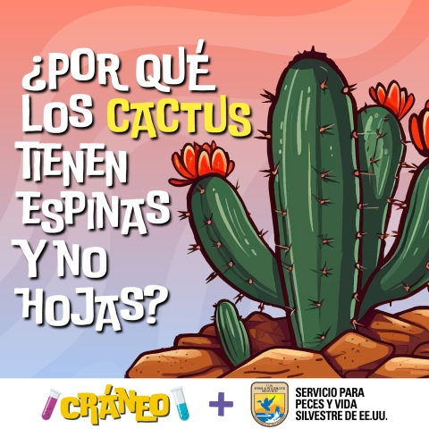 Artwork of cactus with words “¿Por qué los cactus tienen espinas y no hojas?/ CRÁNEO + Servicio para Peces y Vida Silvestre de EE.UU"