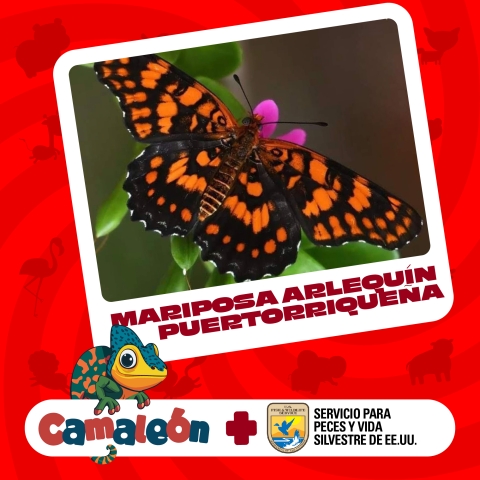 Artwork of butterfly with words “Mariposa Arlequín PuertorRiquena/ Camaleon+ Servicio para Peces y Vida Silvestre de EE.UU