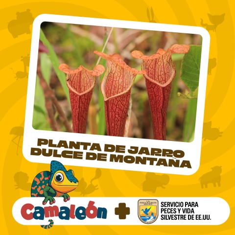 Artwork with words “PLANTA DE JARRO DULCE DE MONTAÑA/ Camaleón + Servicio para Peces y Vida Silvestre de EE.UU”