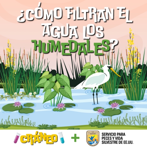 Artwork OF WETLANDS with words “¿Cómo filtran el agua los humedales?/ CRÁNEO+ Servicio para Peces y Vida Silvestre de EE.UU”