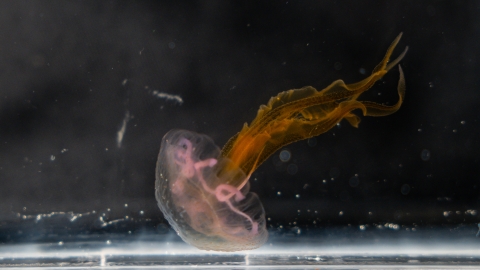The jelly is in a clear acrylic aquarium. It has a translucent bell, pink organs, and orange tentacles.
