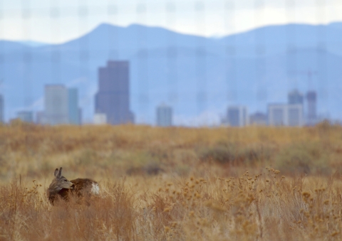 A deer standing in an open field. There are mountains in the background and a city skyline.
