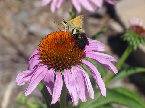 Close up image of a skipper and bumble bee on a purple coneflower