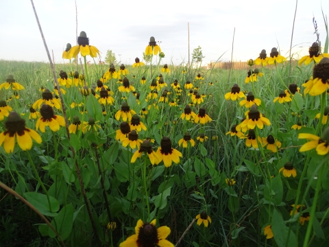 Image of a field of coneflowers