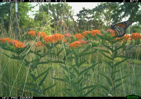 Image of a monarch butterfly on a milkweed plant captured from a camera trap