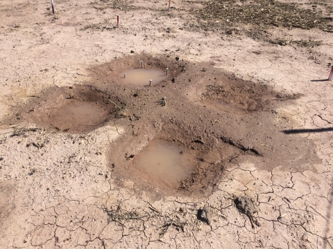 Image of 4 saturated plots on dry land