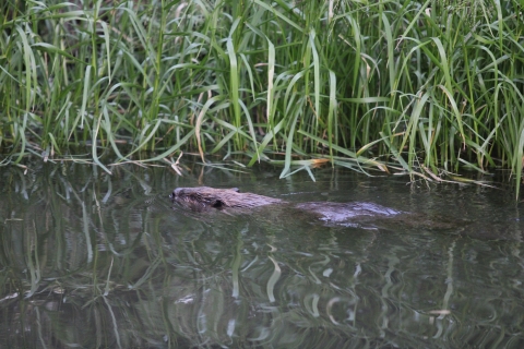 Image of a beaver swimming with only the top of its head and part of its body visible above the water