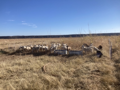 Image of sheep grazing on one side of a fence