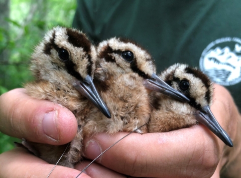 American woodcock chicks 