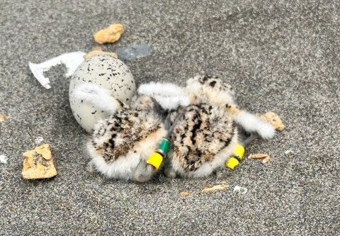 recently hatched and banded western snowy plover chicks curled up next to their eggs on sand.