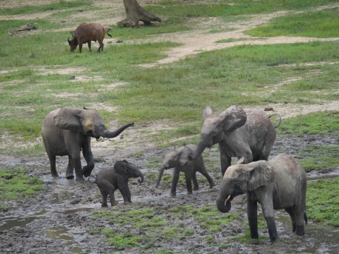 A small group of African forest elephants, including two calves, stand on a grassy field with mud patches. There is a warthog in the distance.