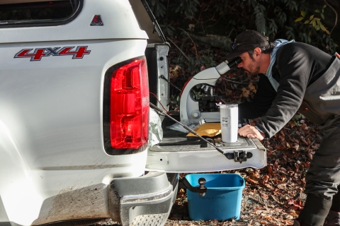 Biologist looking into a microscope set on the tailgate of a pickup truck