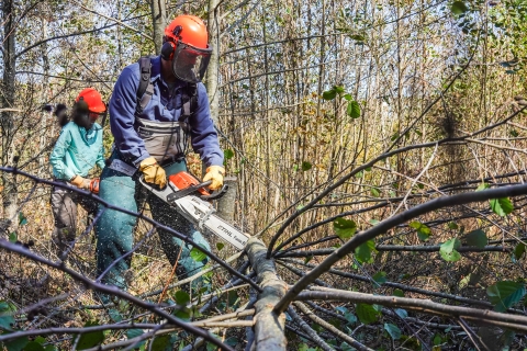 Two people using chainsaws to cut up a tree