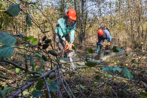 Two people with chainsaws cutting up a downed tree