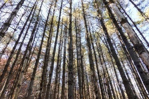 Numerous tree trunks