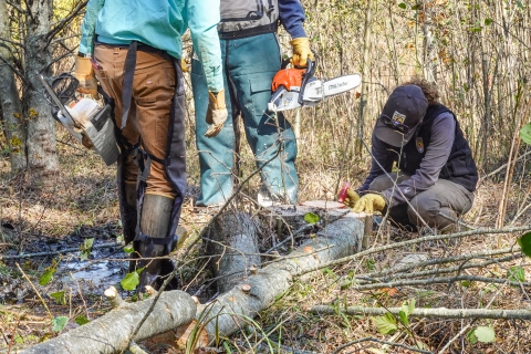 Two people standing with chainsaws, a third kneeling at a tree stump applying a liquid