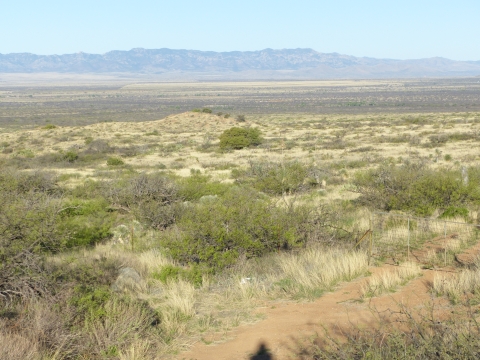 A grassland with some shrubs and hills in the background