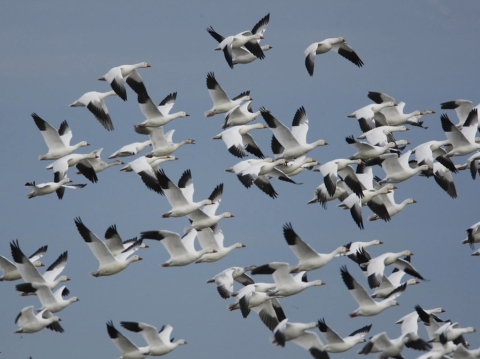 Snow Geese Flying