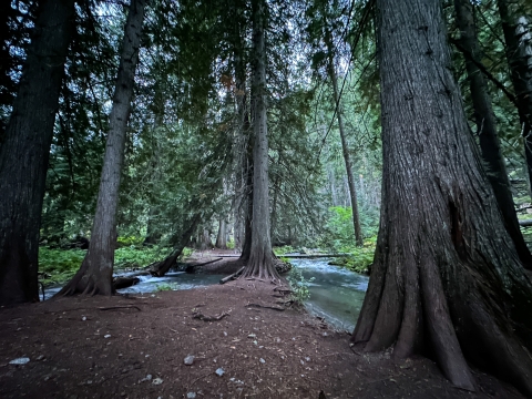 A scene in a forest with the base of big evergreen trees and a creek running through.
