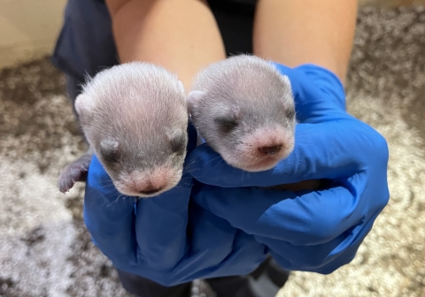 Two small black-footed ferret kits being held by staff 