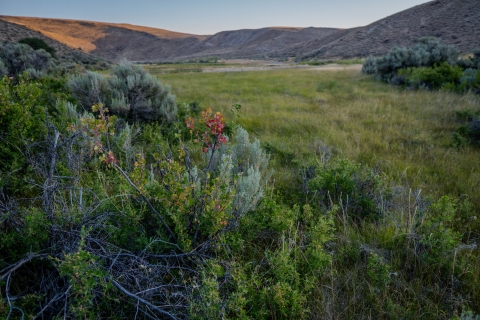 A close up look at bright green and red foliage with mountains and a spring in the background.