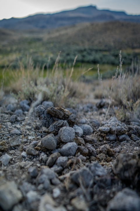 Horse scat is focused on in the foreground with green sagebrush and mountains in the background.