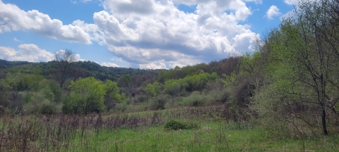 Verdant hill with many trees in the foreground against a forested horizon