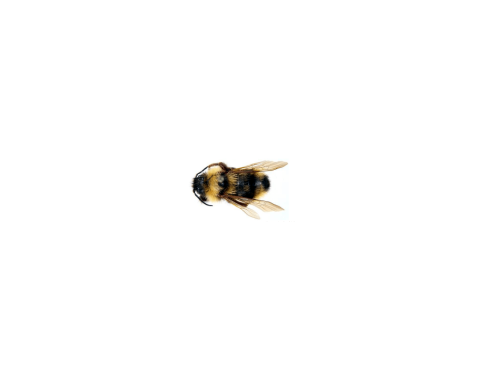 a black and yellow insect that's fuzzy