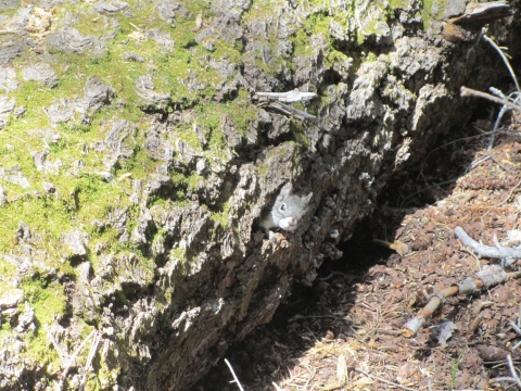 A Mount Graham red squirrel sticking its head out of the cavity of a tree