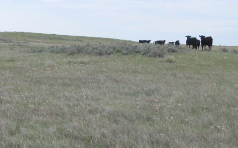 Cattle graze on a grassland