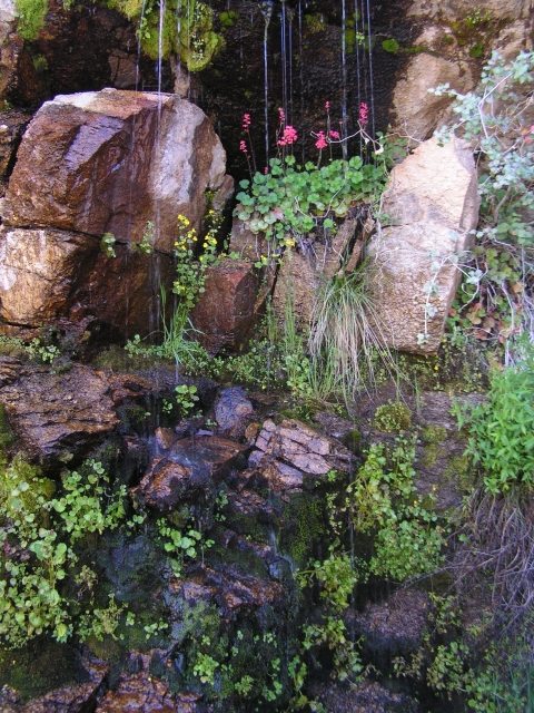 A small spring surrounded by rocks and plants