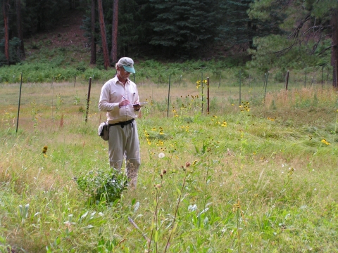 A researcher stands in a field of grasses and wildflowers taking notes