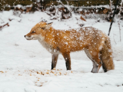Side profile of red fox standing in two inches of snow with it's head pointed towards the left. The fox has some snow on it's body and is getting snowed on, with a white blanket of snow in the foreground with some dark blurred shrubs and golden brown leaves in the upper background.