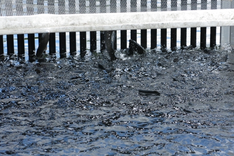 Fish crowded at a fish bar grader.