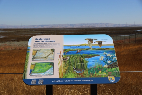 An interpretive sign along the Flyway Trail at Don Edwards San Francisco Bay National Wildlife Refuge.