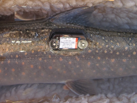Closeup of a tag on a fish