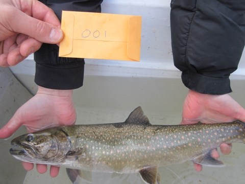 An individual holding a fish