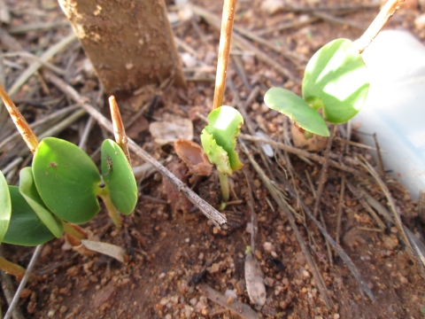 A close up of 3 seedlings