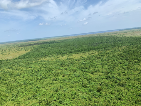 Image of regenerated Atlantic White Cedar forest after catastrophic wildfire