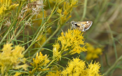 A yellow and brown moth on a yellow and green plant