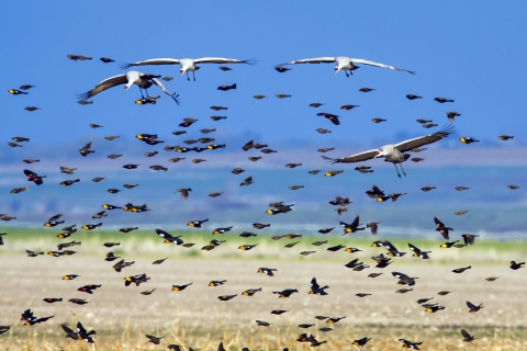 Sandhill Cranes & Blackbirds