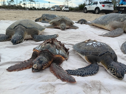 Green sea turtles laying on a white tarp waiting transport to the rehabilitation facility.