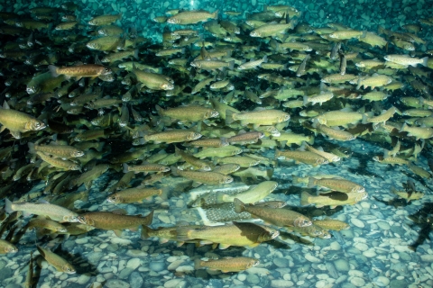A school of tan and yellow Gila trout swim in a tank lined with rounded river stones.