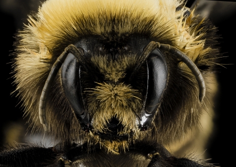 Close up of a western bumble bee face
