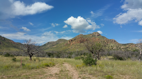 Mountains and a grassland