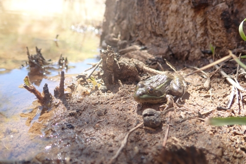 A frog near the trunk of a tree