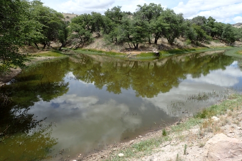 A small lake with trees
